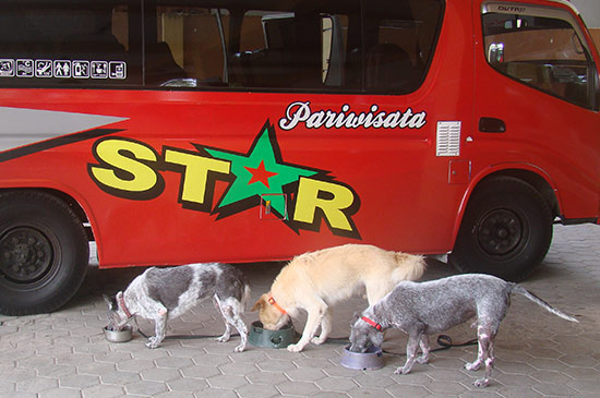 Strassenhunde Transport unterwegs