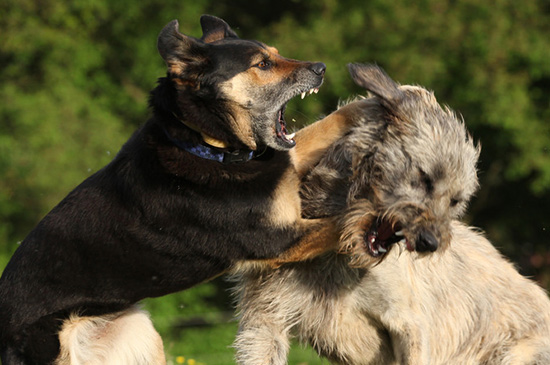 aggressive hunde