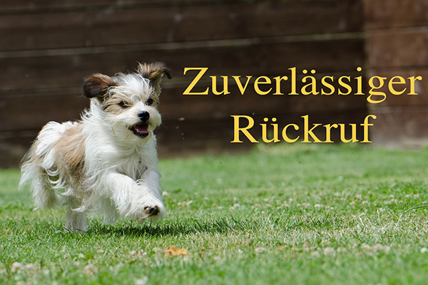 hund - perfekter rueckruf