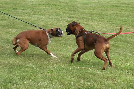 hunde aggression