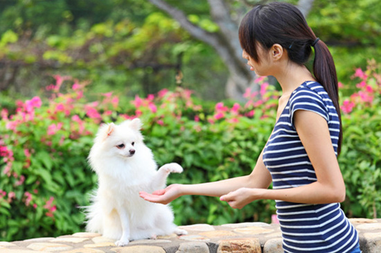 hunde basis training