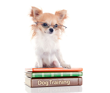 hundetraining2