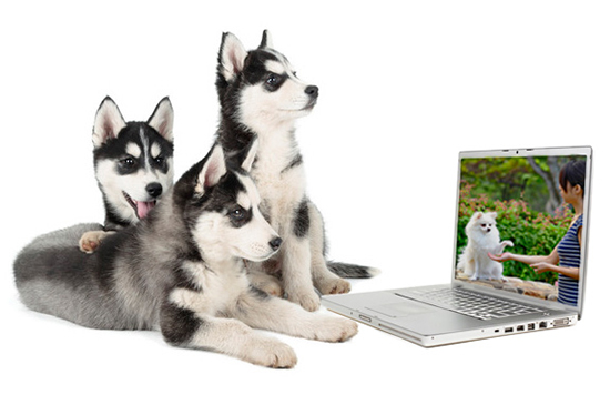 online hunde training