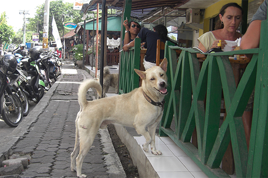 strassenhund