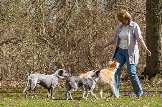 hund folgt nicht-gibts nicht!