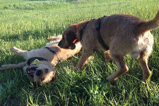 hunde aggressiver nach biss