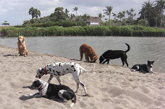 Hundebegegnung am Hundestrand