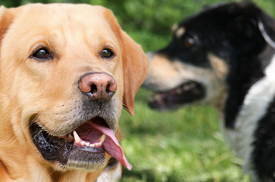 hundebegegnungen ohne stress