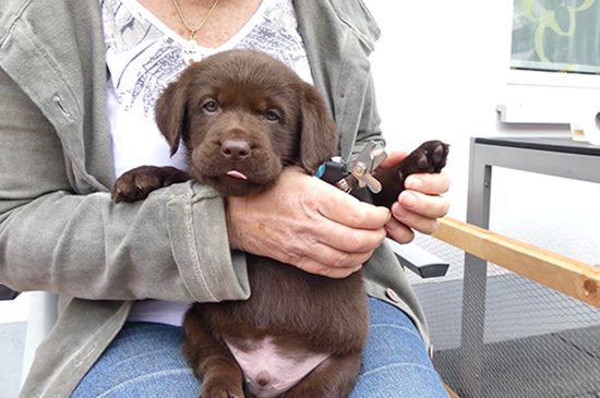 krallen schneiden beim hund