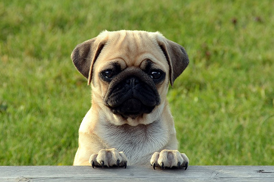 mops hund
