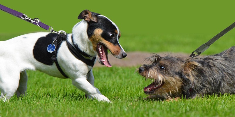hunde artgenossen