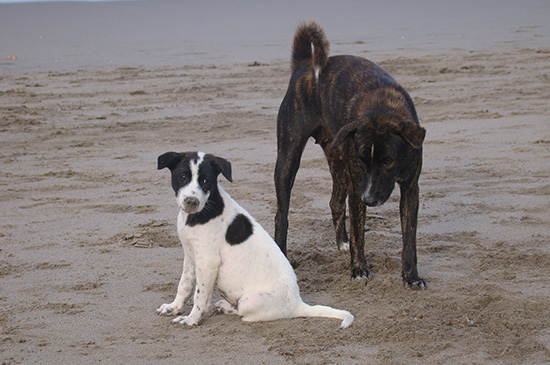 Strassenhund Mama-Gus mit Welpe