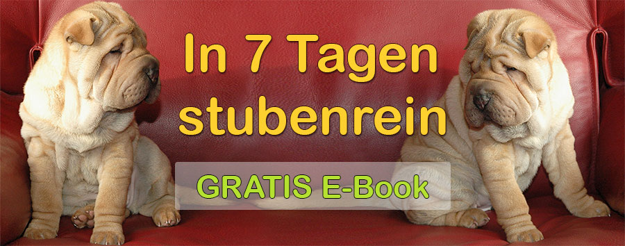 welpen stubenrein machen